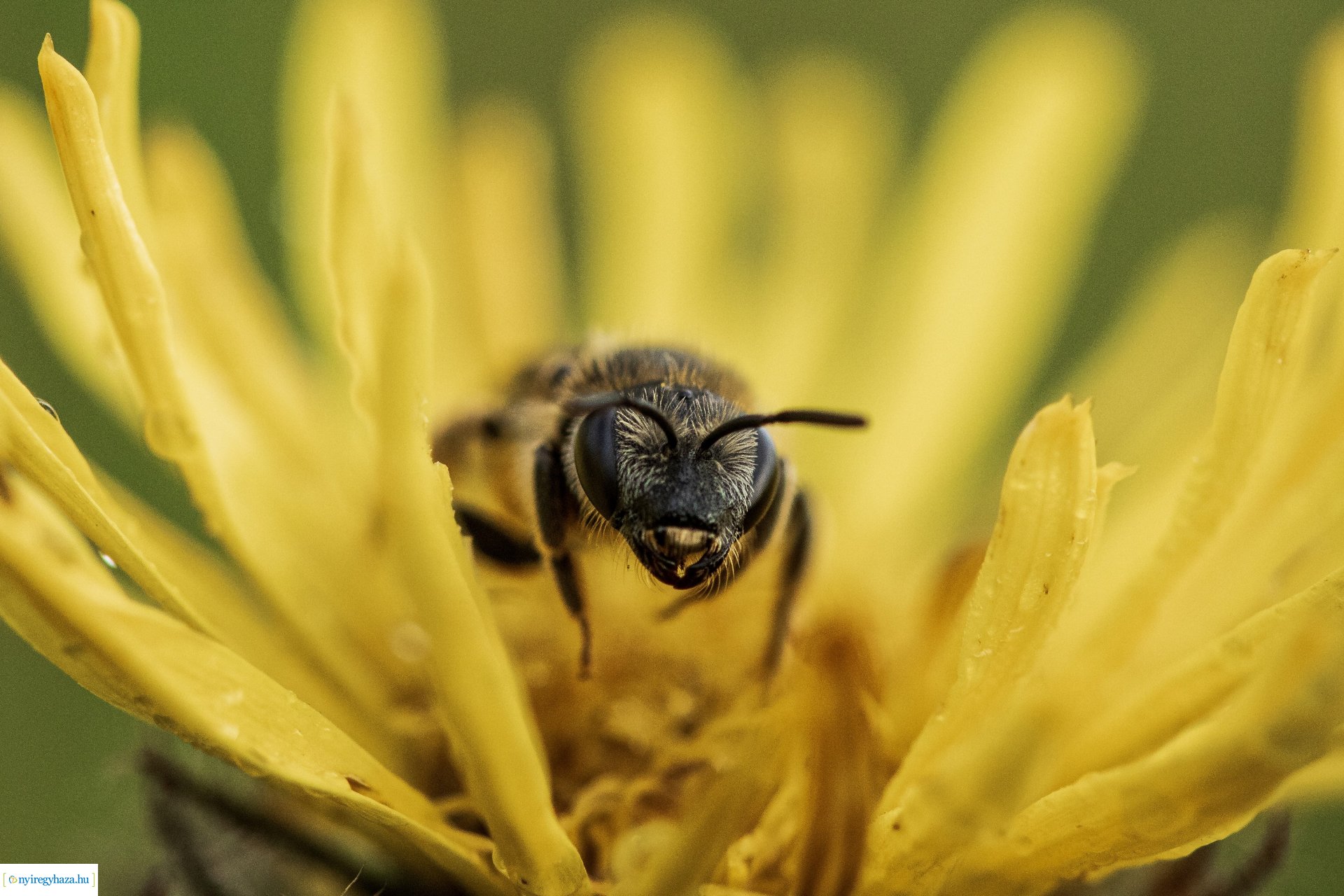 Beporzók Napja fotóverseny: a díjazott pályaművek
