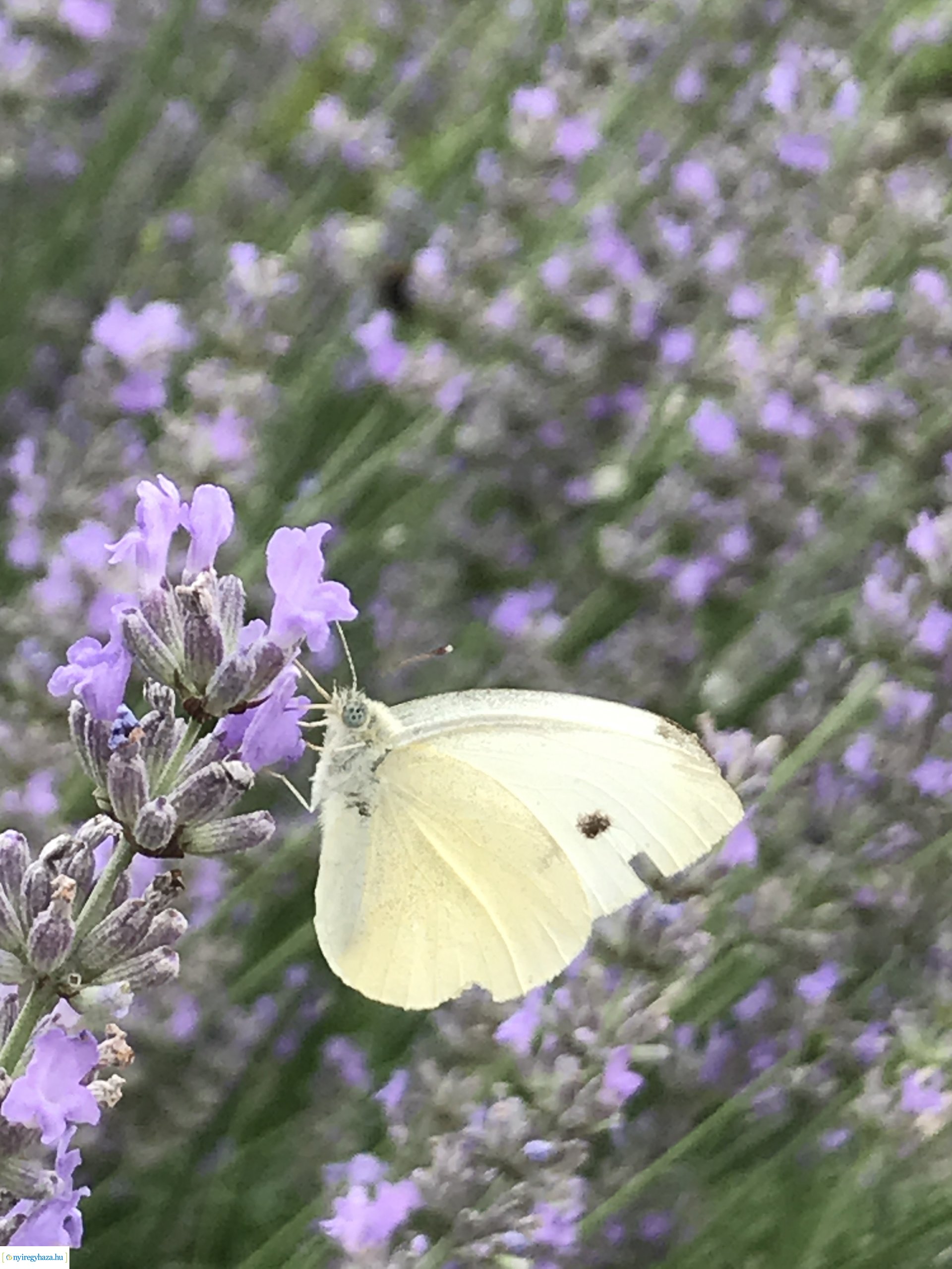 Beporzók Napja fotóverseny: a díjazott pályaművek