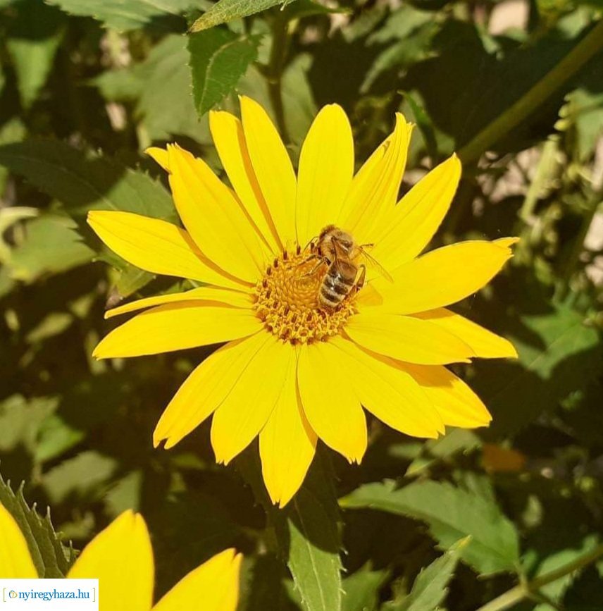 Beporzók Napja fotóverseny: a díjazott pályaművek