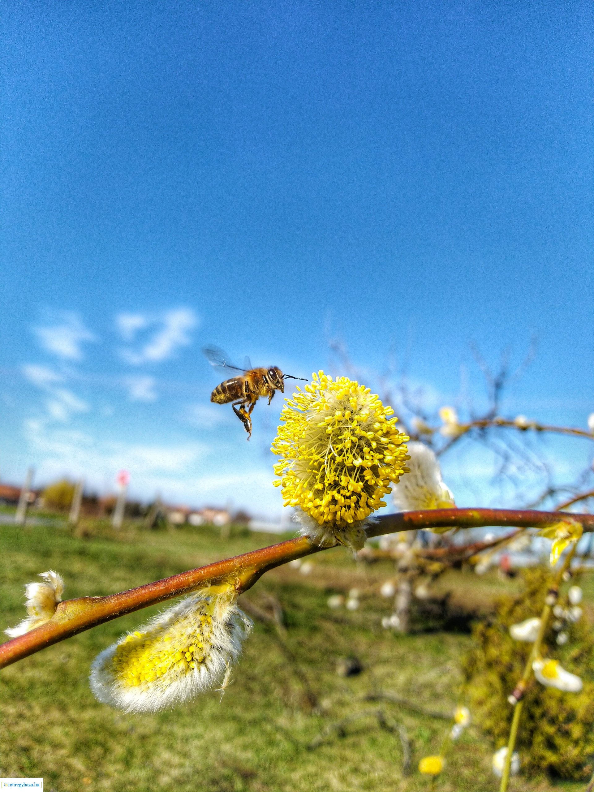 Beporzók Napja fotóverseny: a díjazott pályaművek