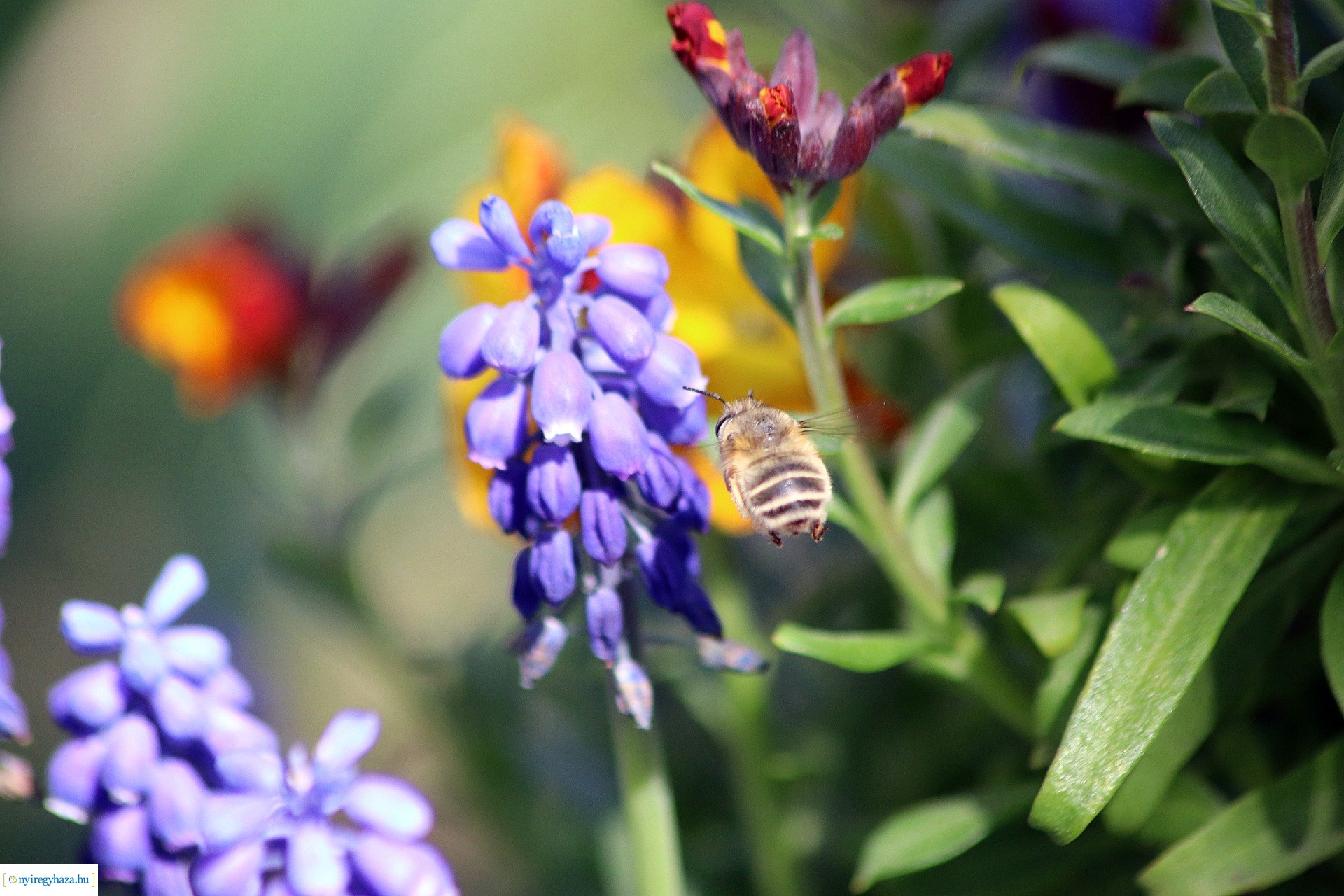Beporzók Napja fotóverseny: a díjazott pályaművek