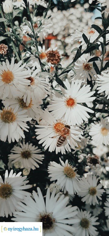 Beporzók Napja fotóverseny: a díjazott pályaművek