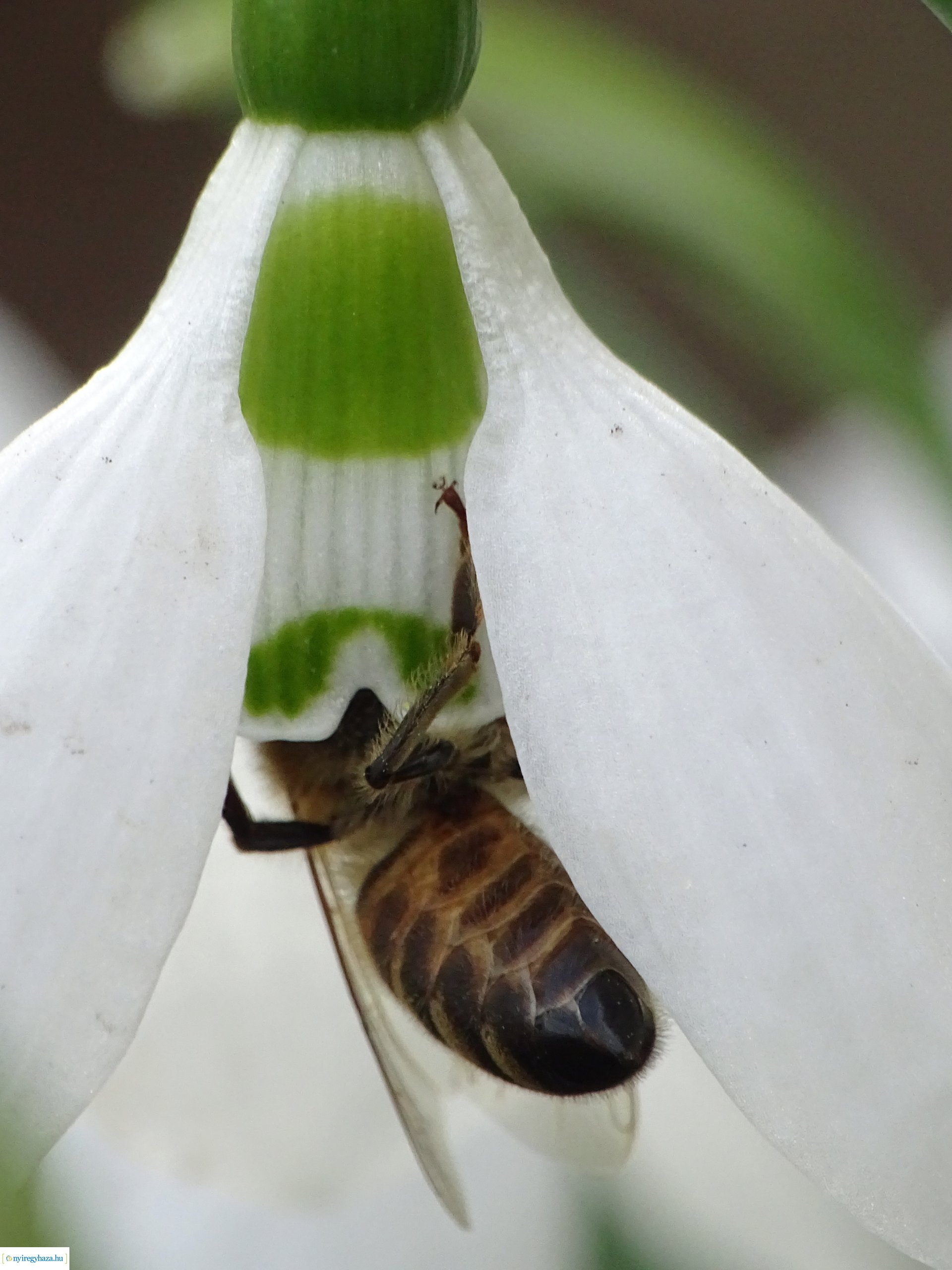 Beporzók Napja fotóverseny: a díjazott pályaművek
