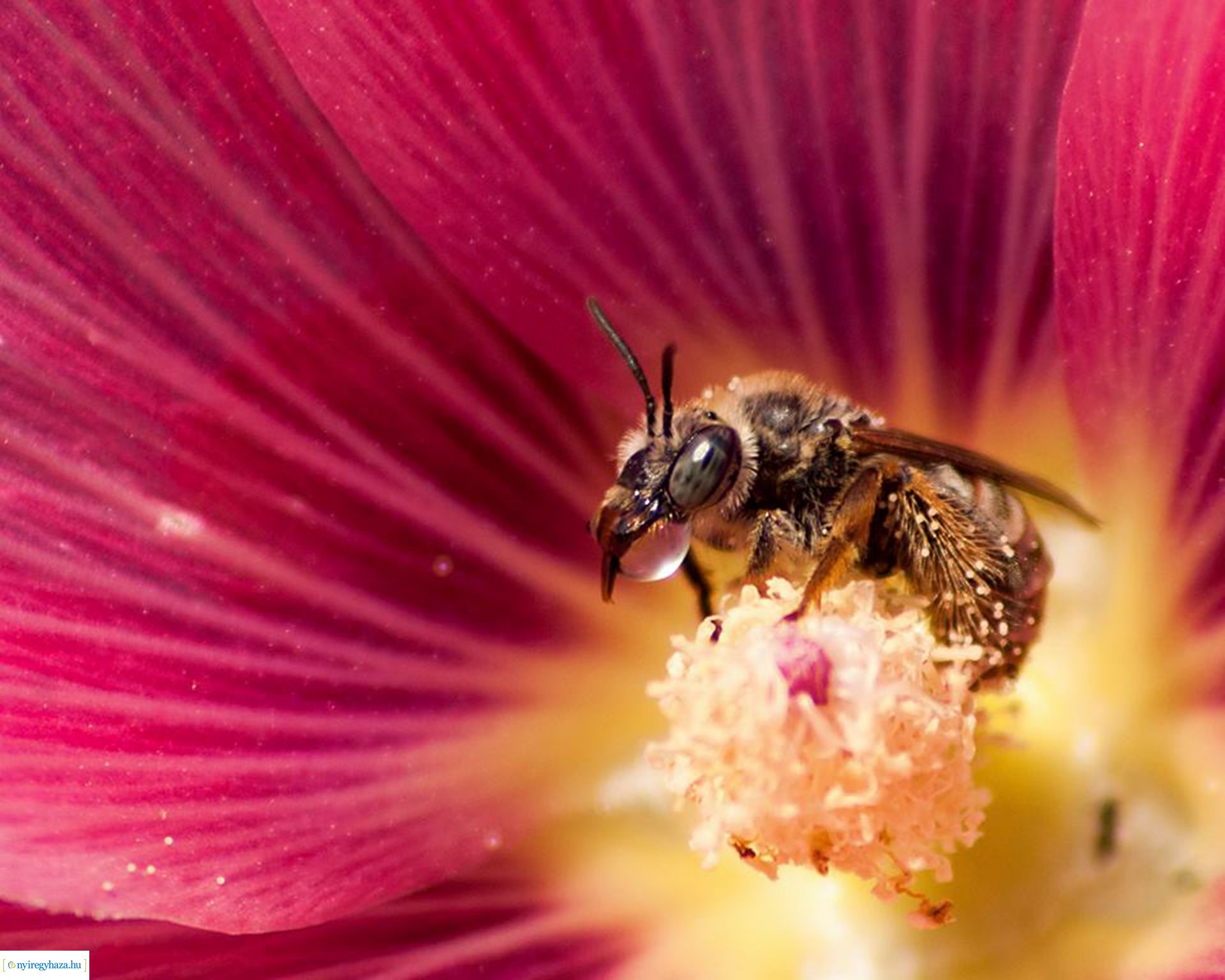 Beporzók Napja fotóverseny: a díjazott pályaművek