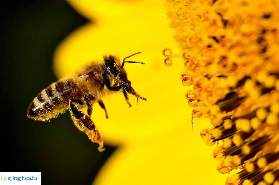 Beporzók Napja fotóverseny: a díjazott pályaművek