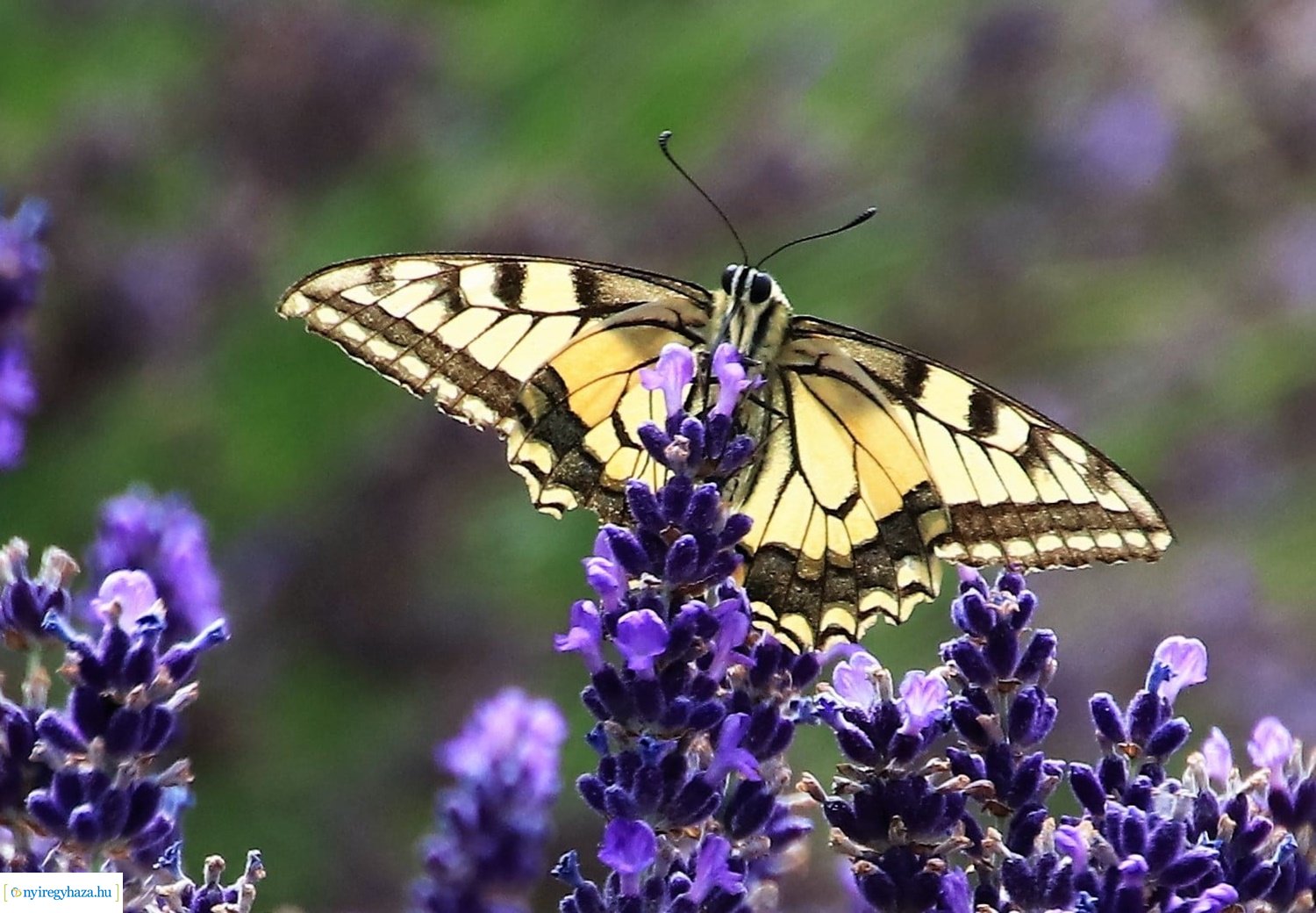 Beporzók Napja fotóverseny: a díjazott pályaművek