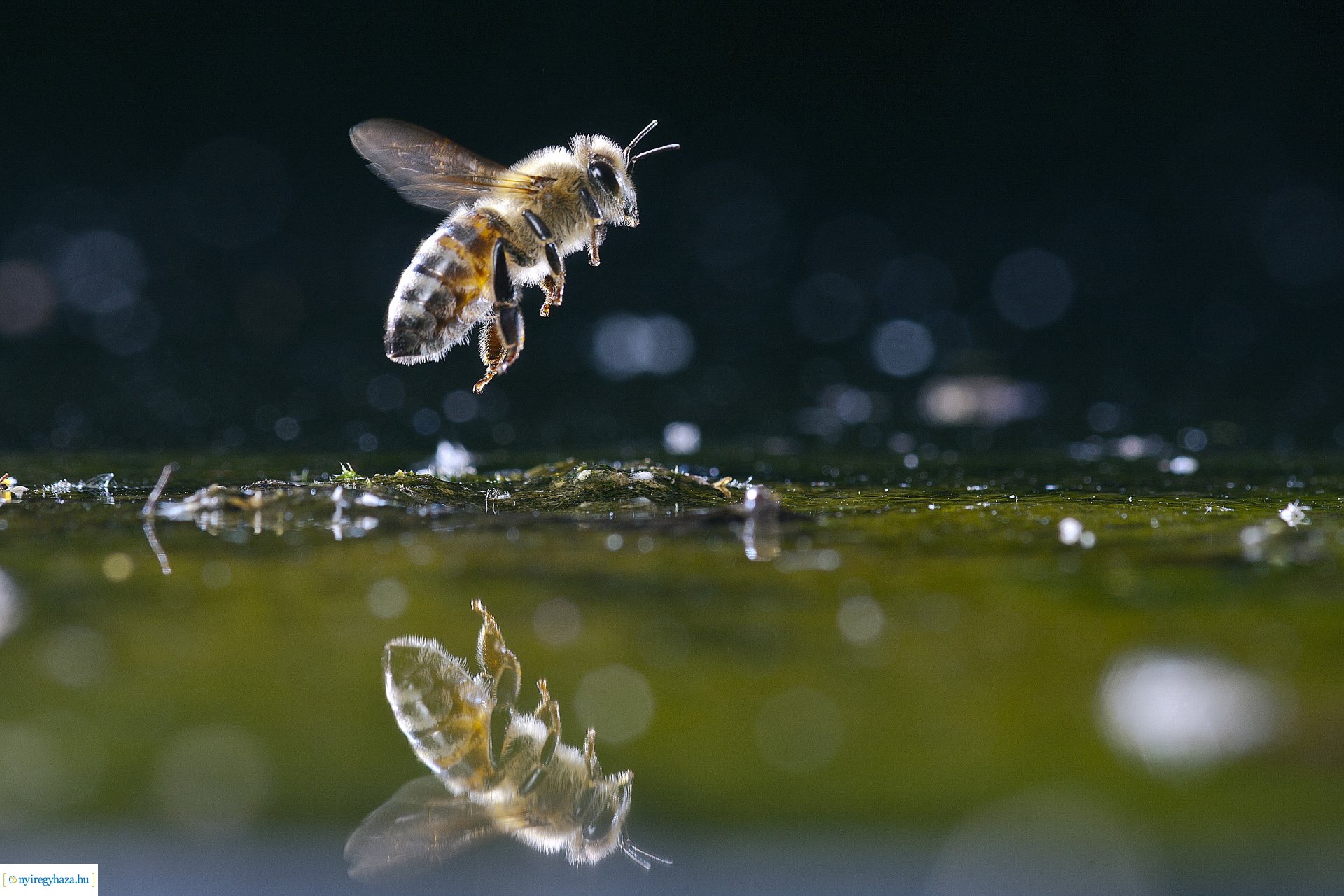Beporzók Napja fotóverseny: a díjazott pályaművek
