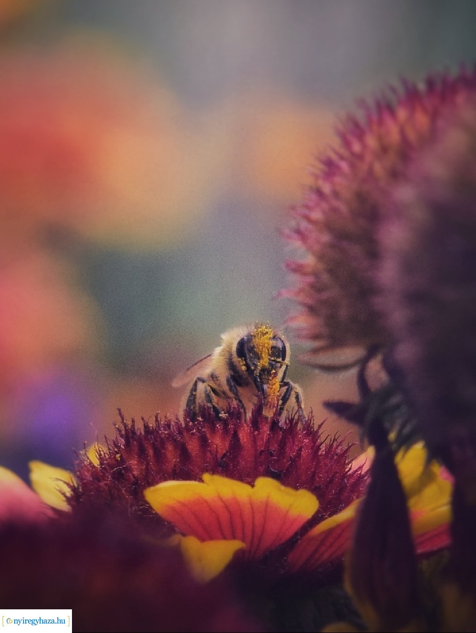 Beporzók Napja fotóverseny: a díjazott pályaművek