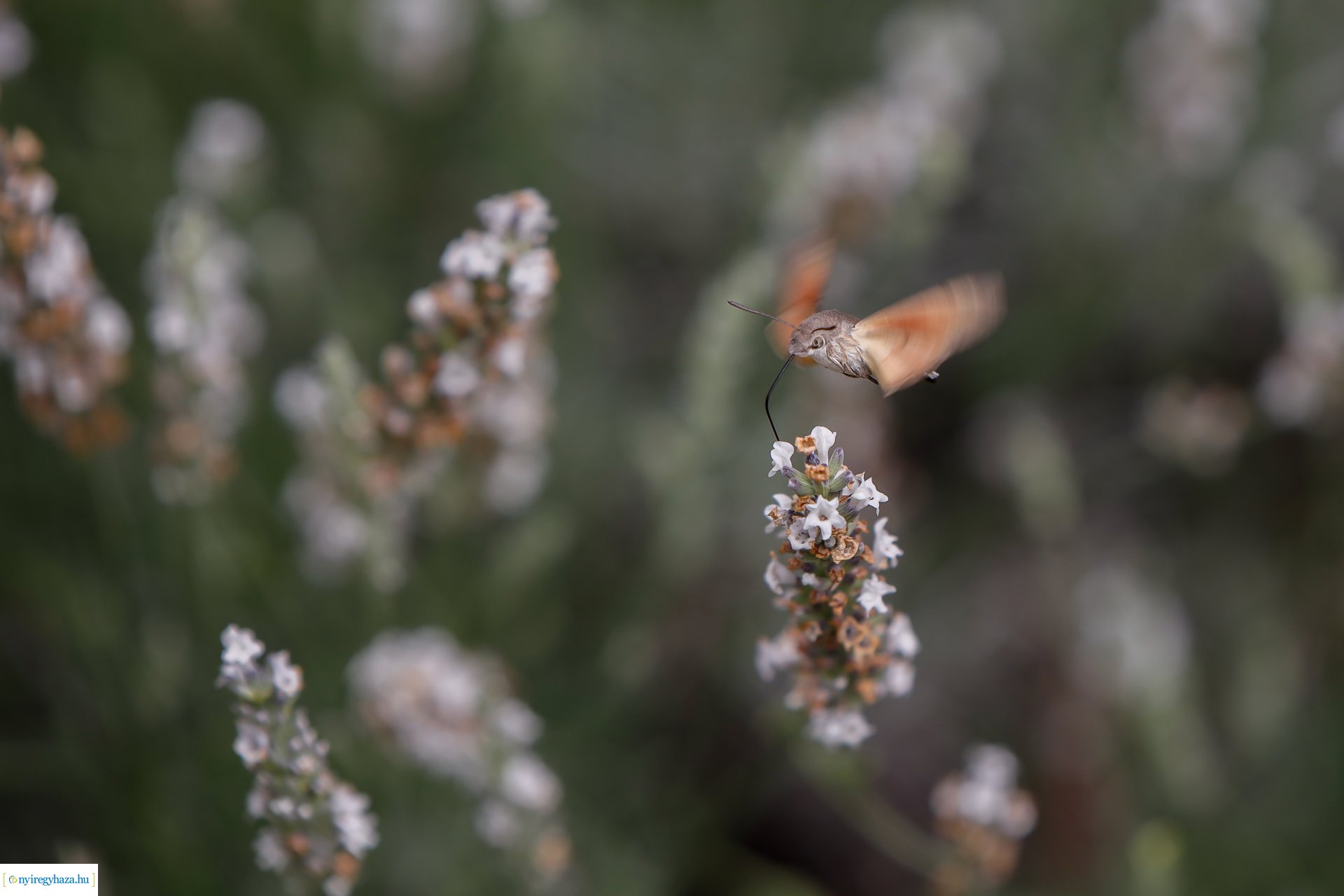 Beporzók Napja fotóverseny: a díjazott pályaművek