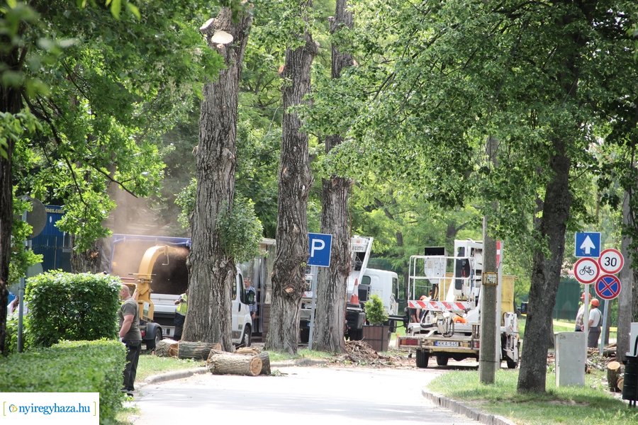 Beteg és balesetveszélyes fák kivágása a Blahán