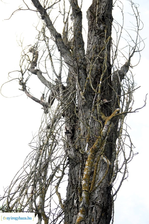 Beteg és balesetveszélyes fák kivágása a Blahán