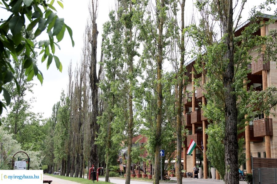 Beteg és balesetveszélyes fák kivágása a Blahán