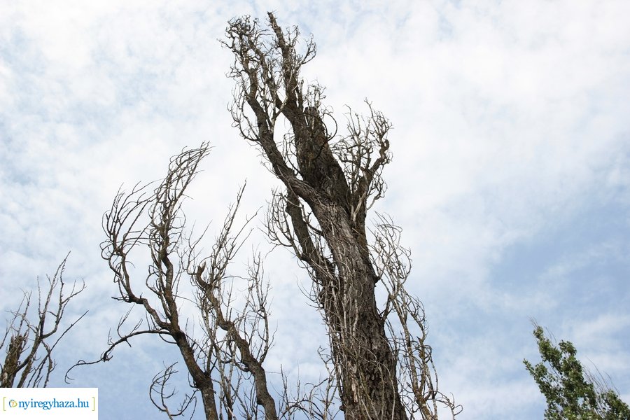 Beteg és balesetveszélyes fák kivágása a Blahán