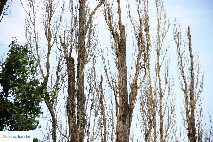 Beteg és balesetveszélyes fák kivágása a Blahán