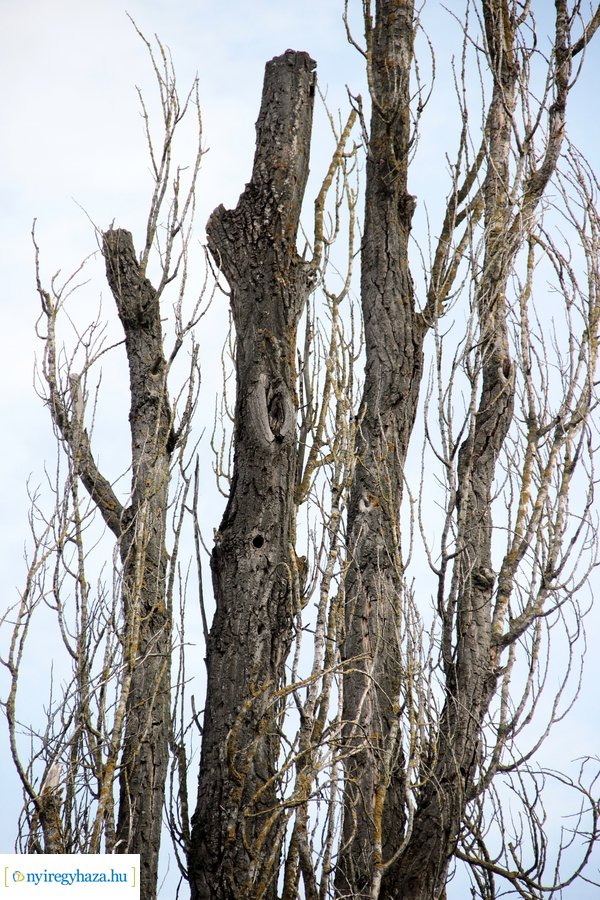 Beteg és balesetveszélyes fák kivágása a Blahán