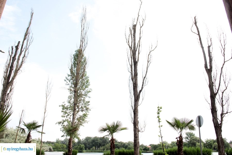 Beteg és balesetveszélyes fák kivágása a Blahán