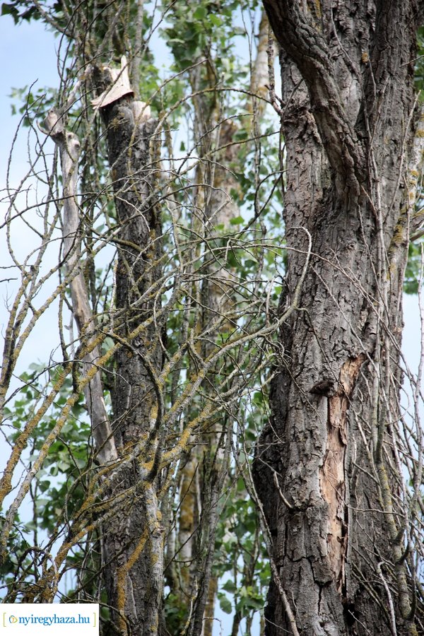 Beteg és balesetveszélyes fák kivágása a Blahán