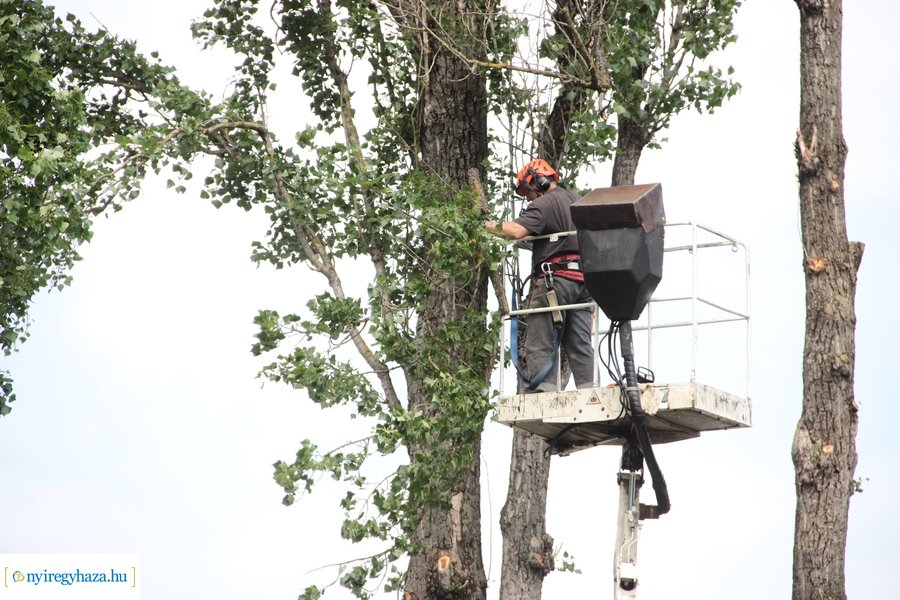 Beteg és balesetveszélyes fák kivágása a Blahán