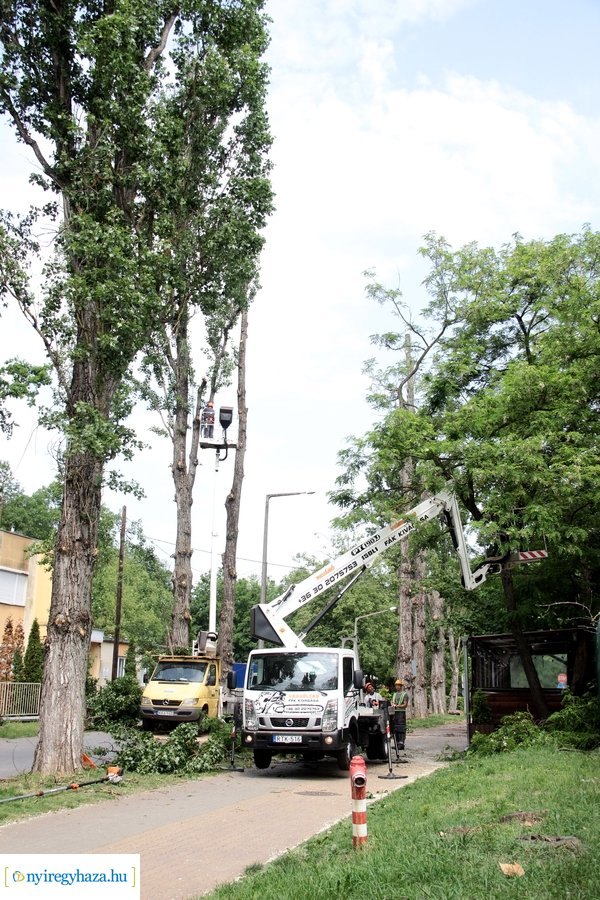 Beteg és balesetveszélyes fák kivágása a Blahán