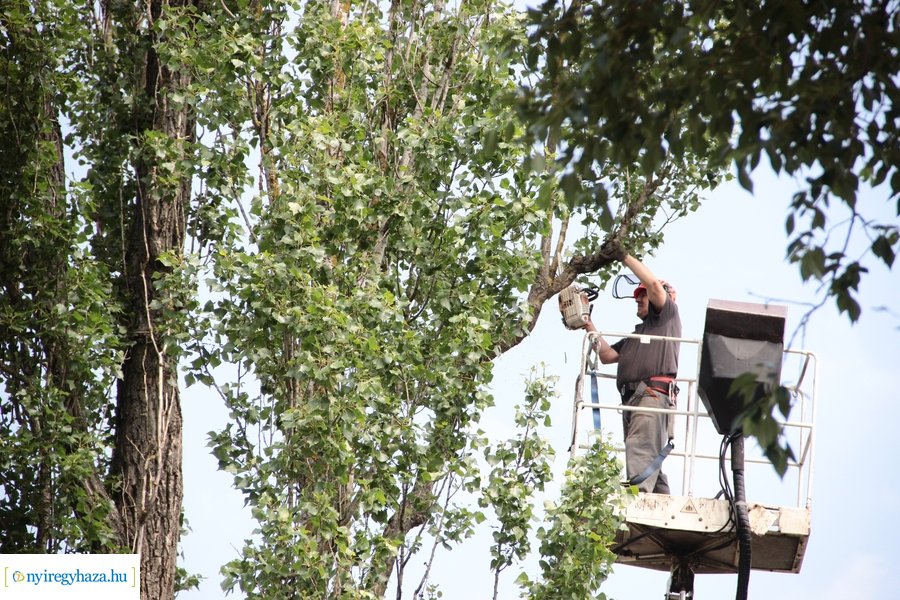Beteg és balesetveszélyes fák kivágása a Blahán