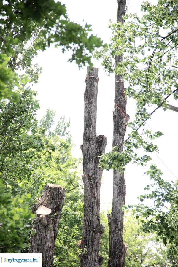 Beteg és balesetveszélyes fák kivágása a Blahán