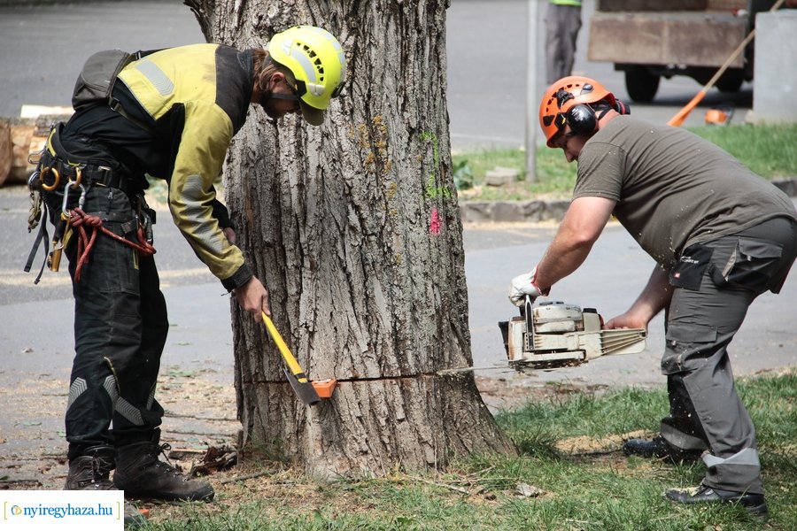 Beteg és balesetveszélyes fák kivágása a Blahán