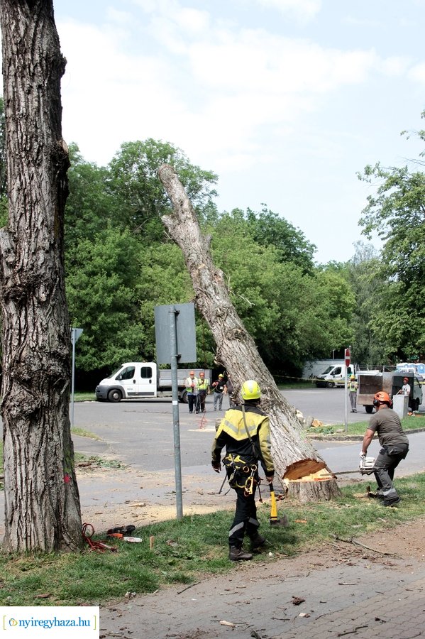 Beteg és balesetveszélyes fák kivágása a Blahán