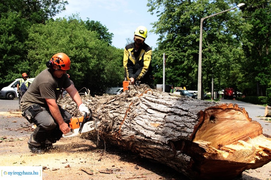Beteg és balesetveszélyes fák kivágása a Blahán