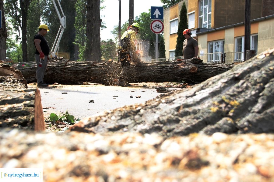 Beteg és balesetveszélyes fák kivágása a Blahán