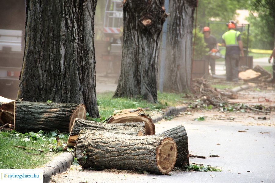 Beteg és balesetveszélyes fák kivágása a Blahán