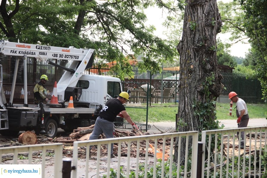Beteg és balesetveszélyes fák kivágása a Blahán