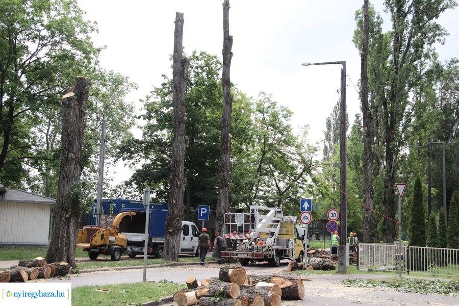 Beteg és balesetveszélyes fák kivágása a Blahán