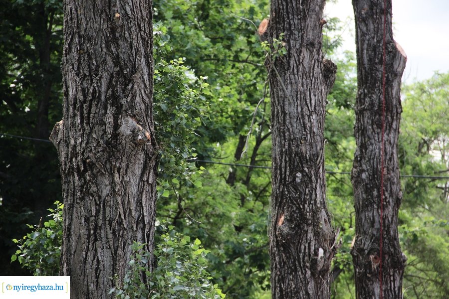 Beteg és balesetveszélyes fák kivágása a Blahán