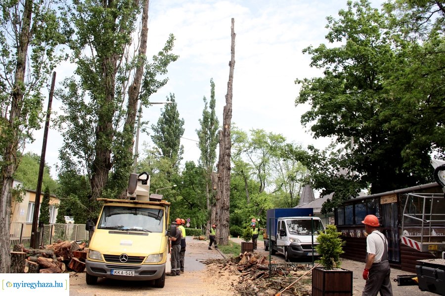 Beteg és balesetveszélyes fák kivágása a Blahán