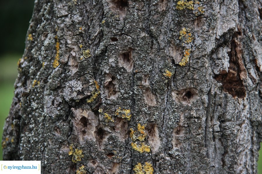 Beteg és balesetveszélyes fák kivágása a Blahán