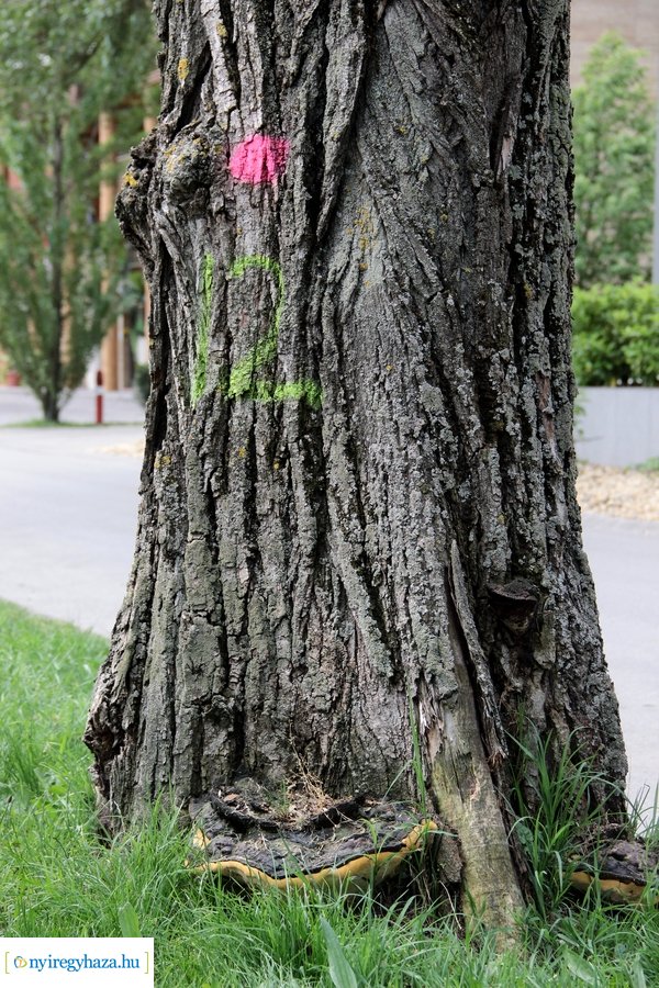 Beteg és balesetveszélyes fák kivágása a Blahán
