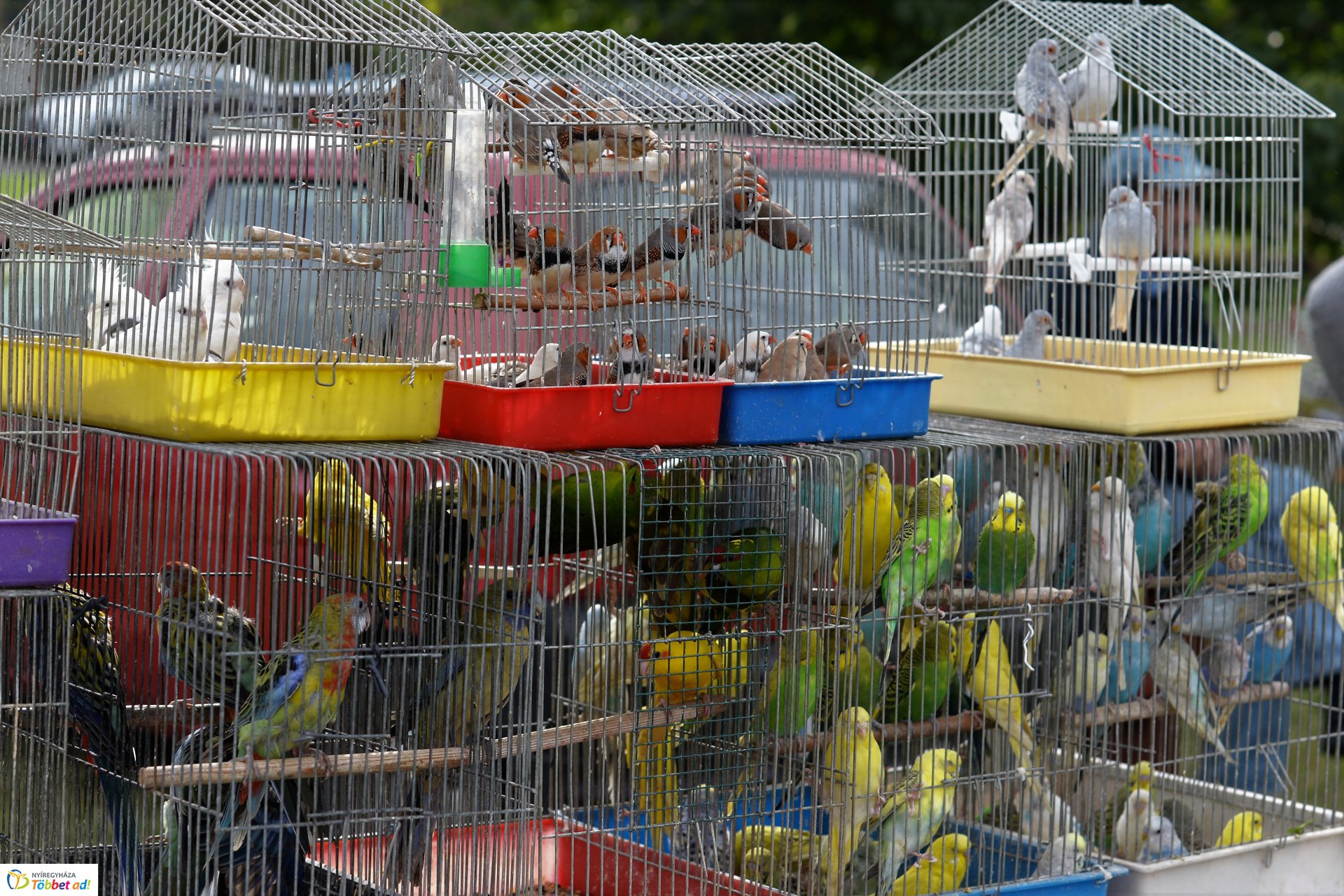 Bringaváros 7.1 - Kertváros