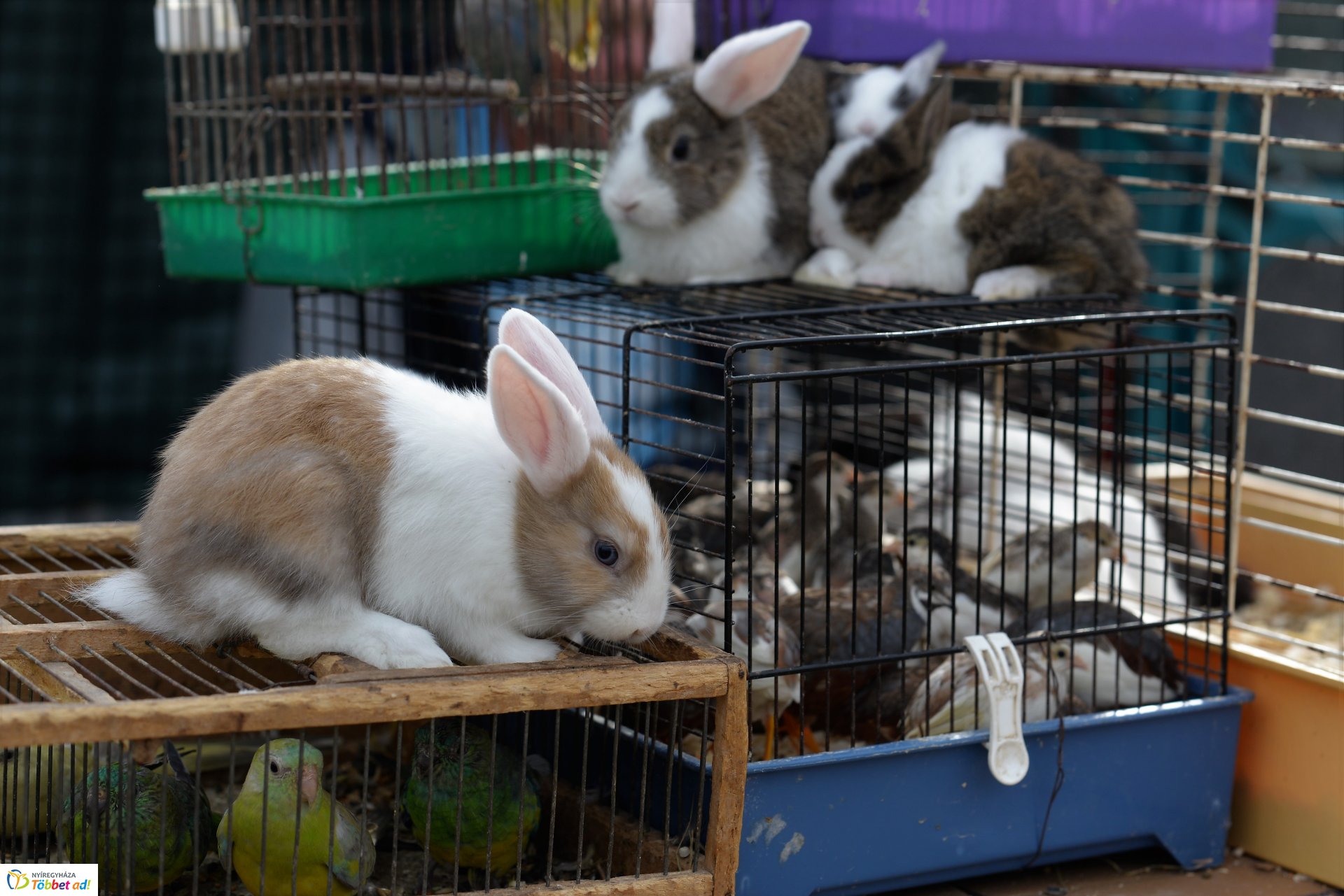 Bringaváros 7.1 - Kertváros