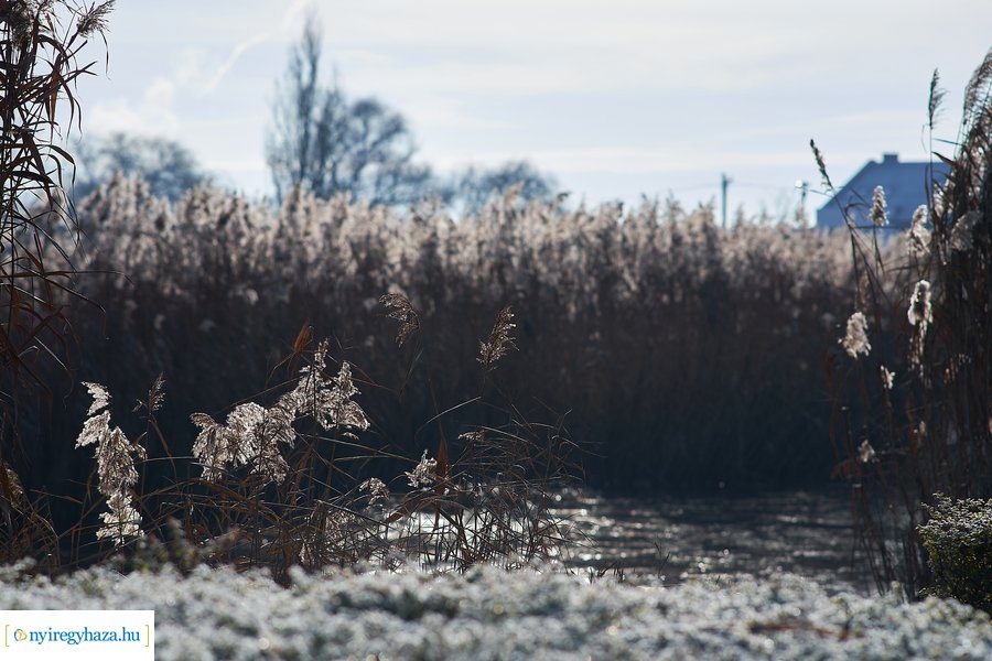 Bujtosi Városliget 20201227