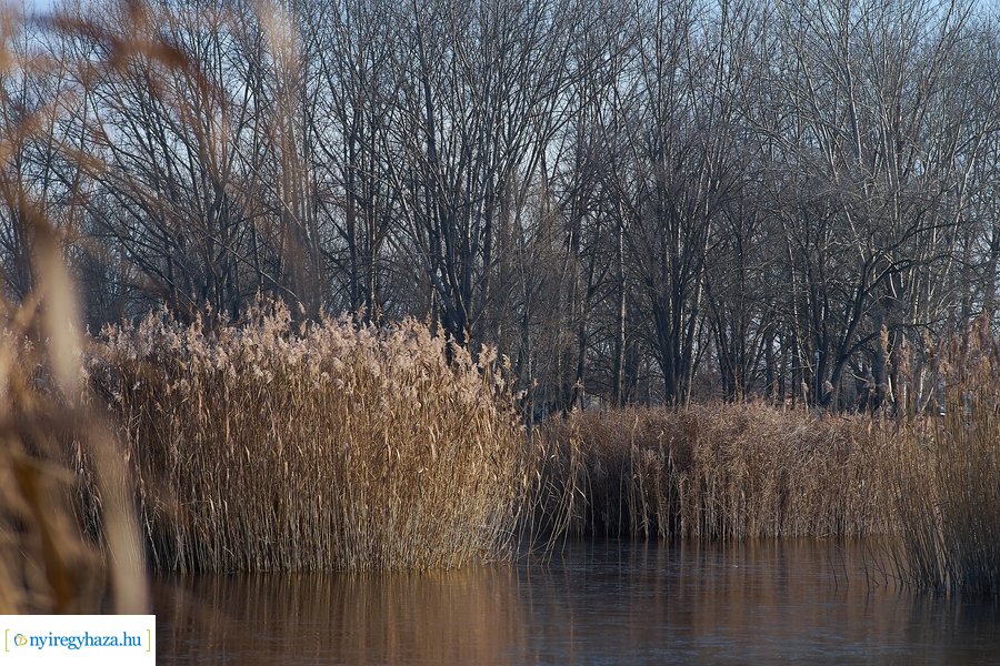 Bujtosi Városliget 20201227