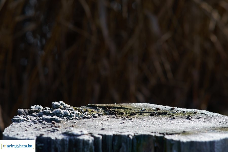 Bujtosi Városliget 20201227