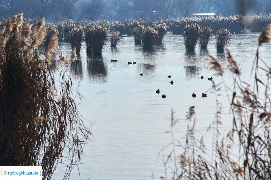 Bujtosi Városliget 20201227