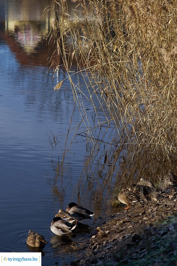 Bujtosi Városliget 20201227