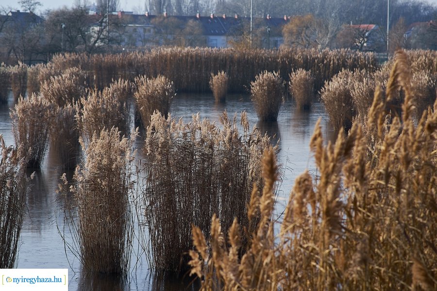 Bujtosi Városliget 20201227