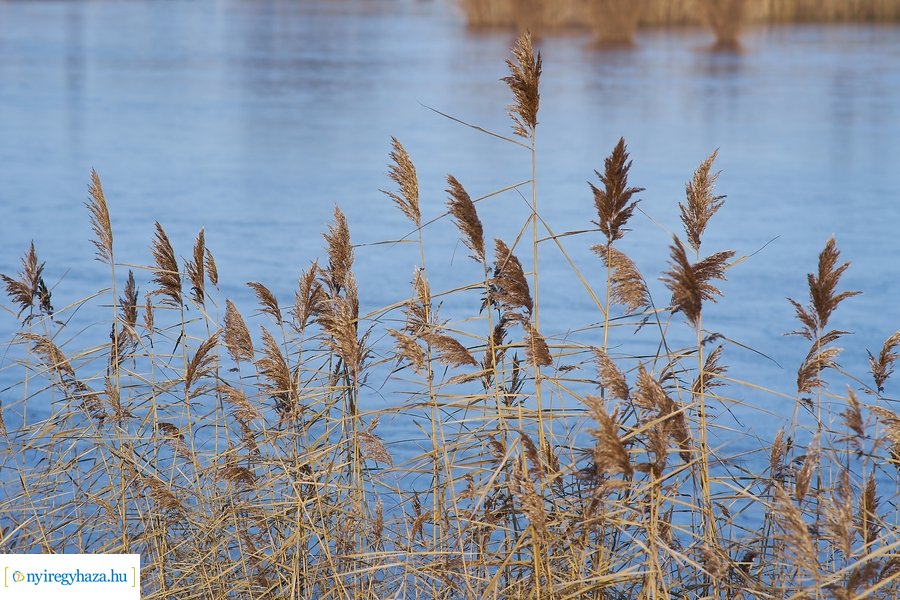 Bujtosi Városliget 20201227