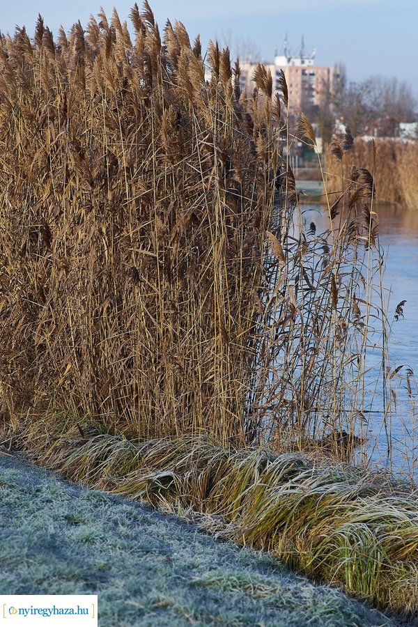 Bujtosi Városliget 20201227