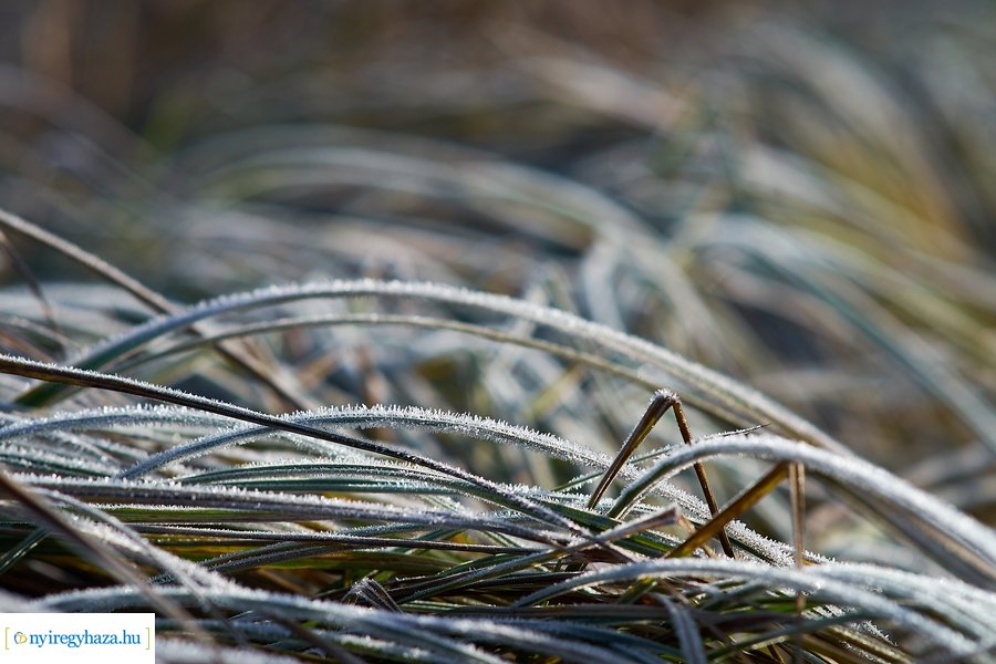 Bujtosi Városliget 20201227