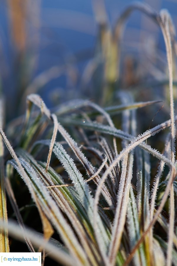 Bujtosi Városliget 20201227