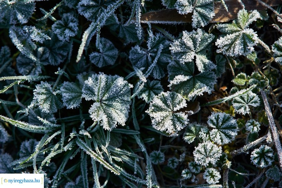 Bujtosi Városliget 20201227