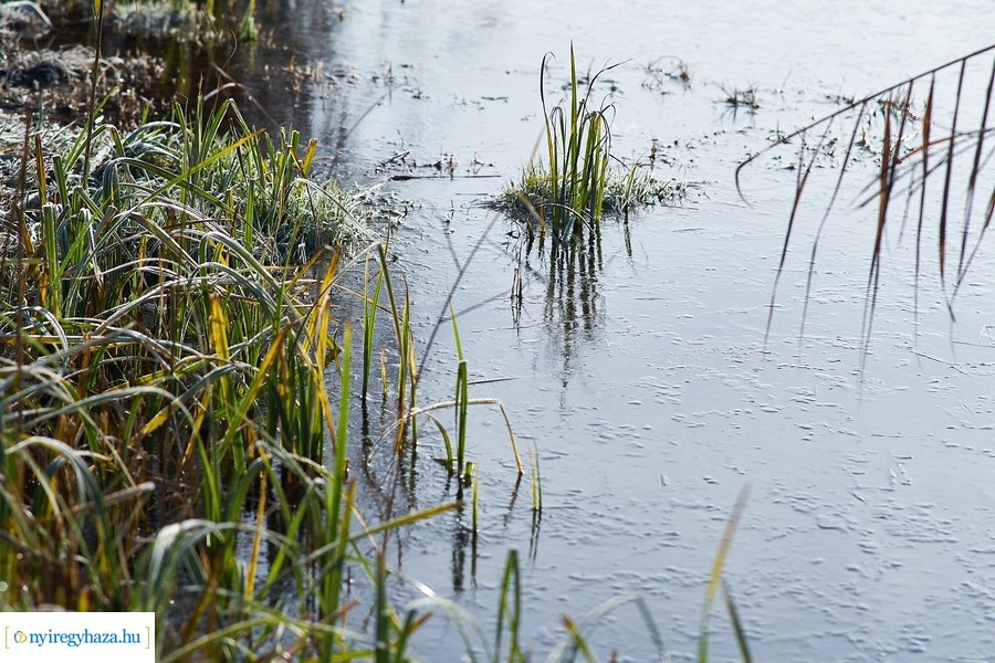 Bujtosi Városliget 20201227